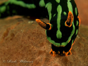 Electric Nudi (Nembrotha kubaryana) in Davao.  G9/Ikelite... by Richard Witmer 